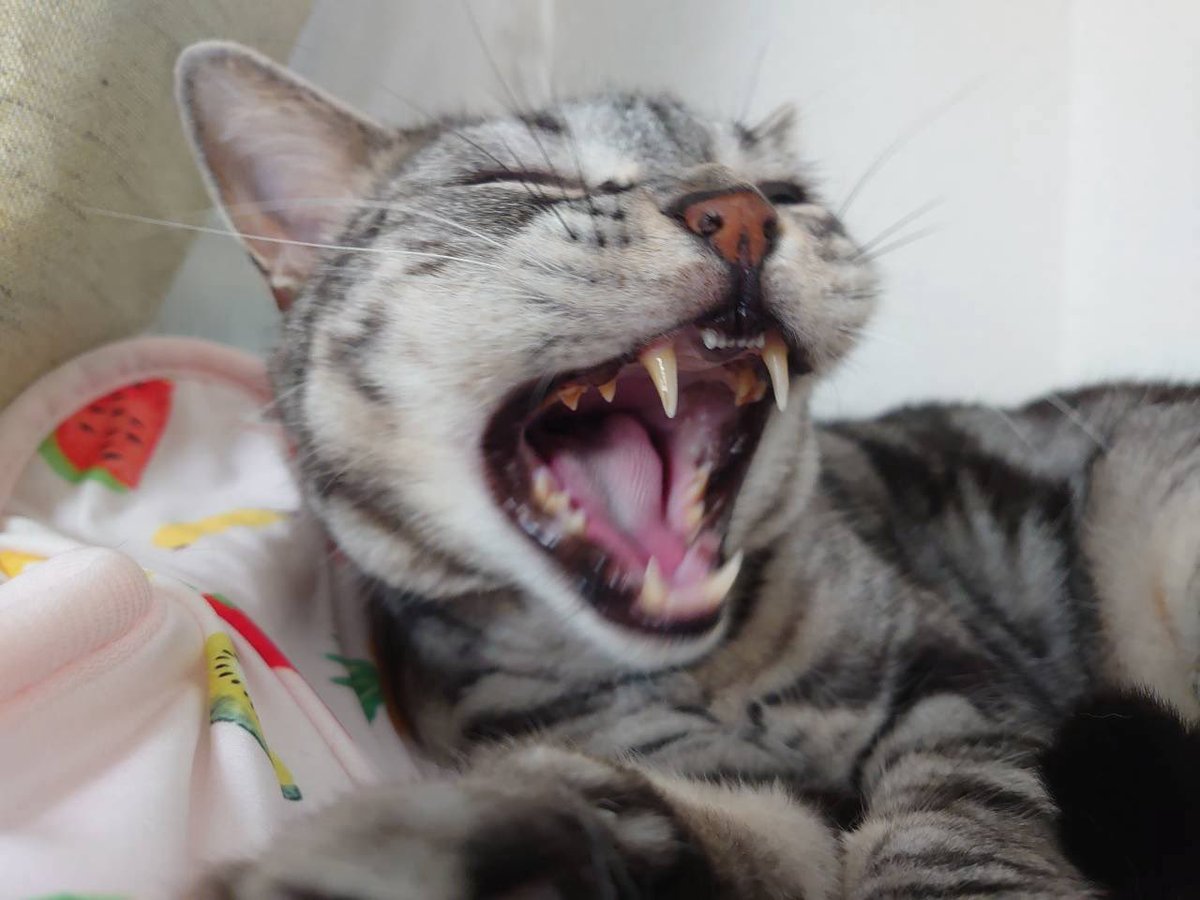 ponco2and2's tweet photo. シャウトねこのぶんたさん😼 https://t.co/rAcfVQhhbz