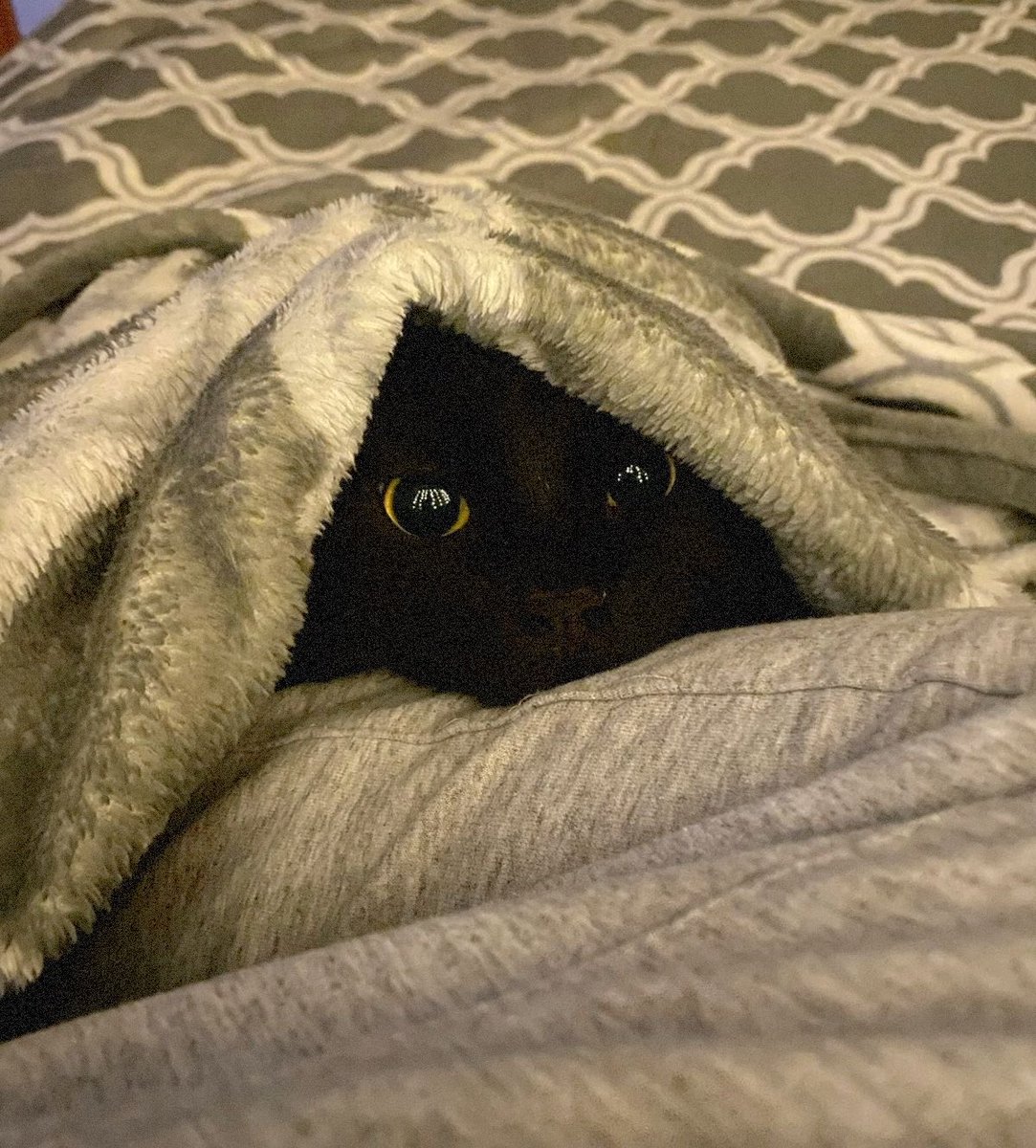 VEXEDBUCKLEY's tweet photo. pip decided he wasn’t getting enough attention and has been staring at her for the past five minutes. https://t.co/qpRHpEPXuT