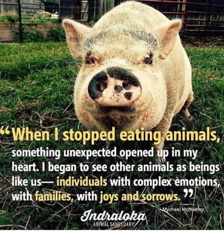 veganfuture's tweet photo. https://t.co/DCt32L7NqP