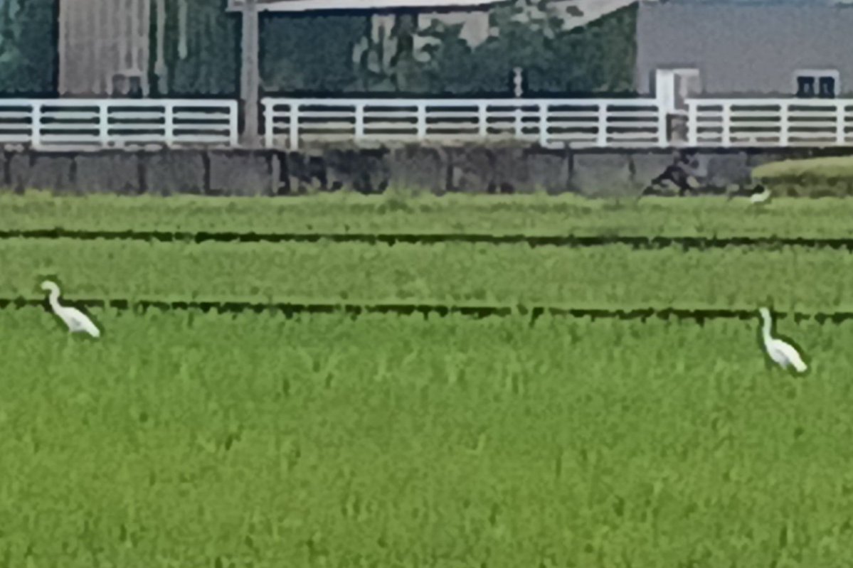 neokuritarou's tweet photo. 連休3日目。
こちらは台風の進路から外れてますが、午後から雨予報。
各地で被害が出ない事を願います。

稲刈り後の田んぼに鷺が飛来し、餌探し。　
アマガエルは葉っぱの下で鎮座。
なんか平穏な雰囲気です。

#シルバーウイーク
#鷺
#アマガエル
#富山県 https://t.co/apNcVMfPsR