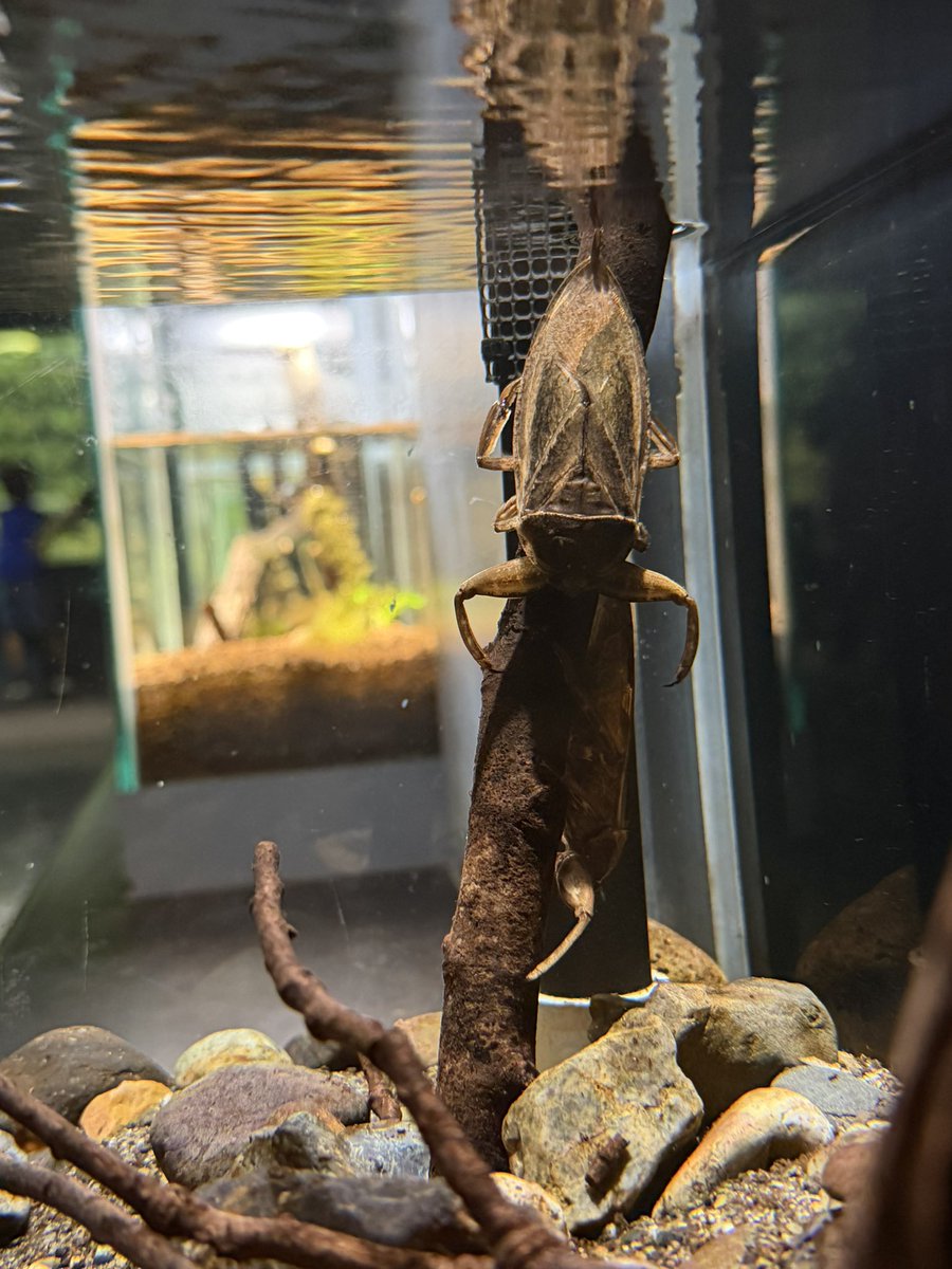 rohitadiary's tweet photo. シルバーウィーク、今日は大雨。
昨日行っといてよかった！
さいたま水族館。
ムサシトミヨ、これかー！
ゲンゴロウ、タガメみたいな昔憧れてた昆虫もいて楽しい。 https://t.co/hwjwwEL2XV