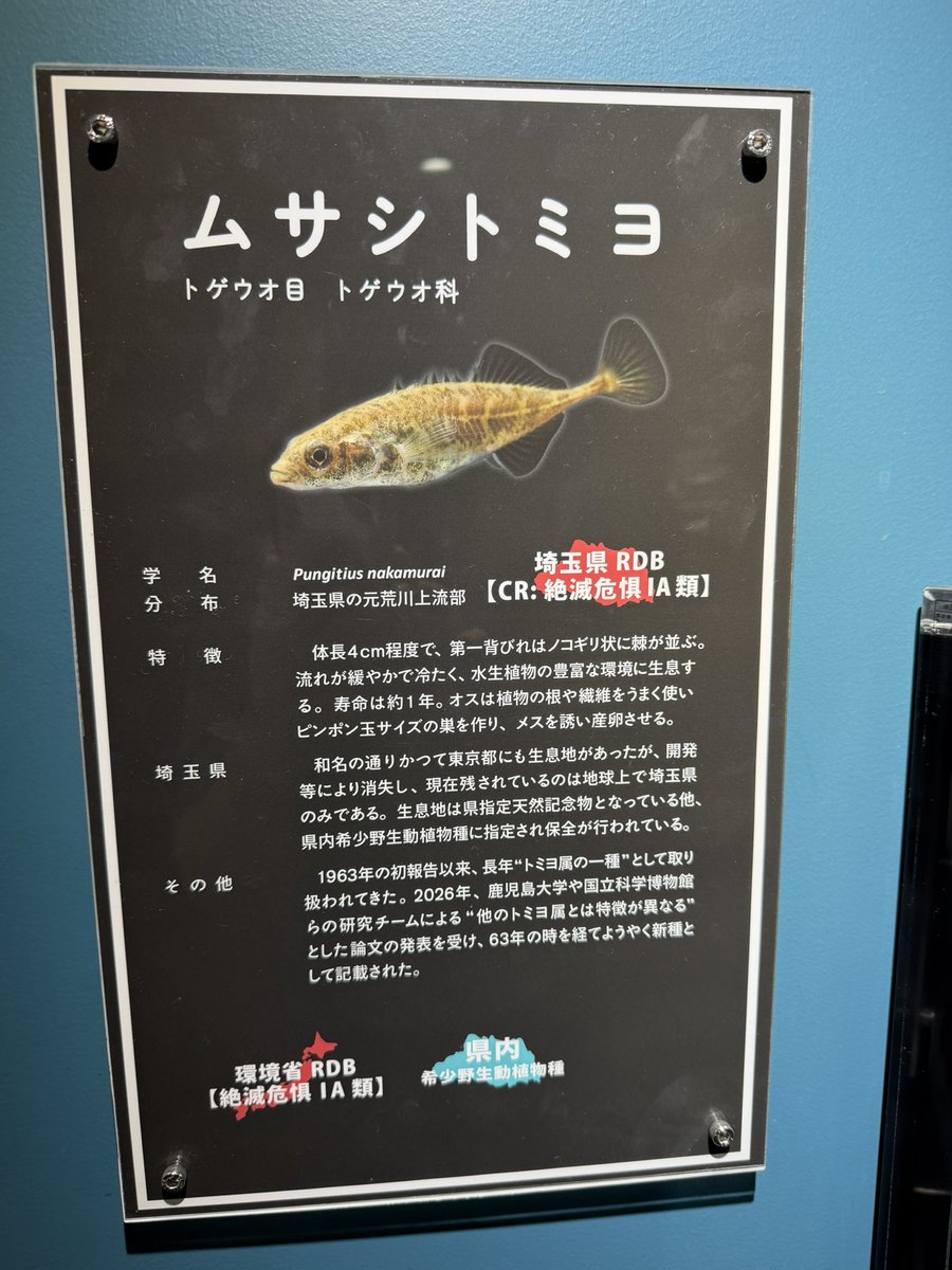 rohitadiary's tweet photo. シルバーウィーク、今日は大雨。
昨日行っといてよかった！
さいたま水族館。
ムサシトミヨ、これかー！
ゲンゴロウ、タガメみたいな昔憧れてた昆虫もいて楽しい。 https://t.co/hwjwwEL2XV