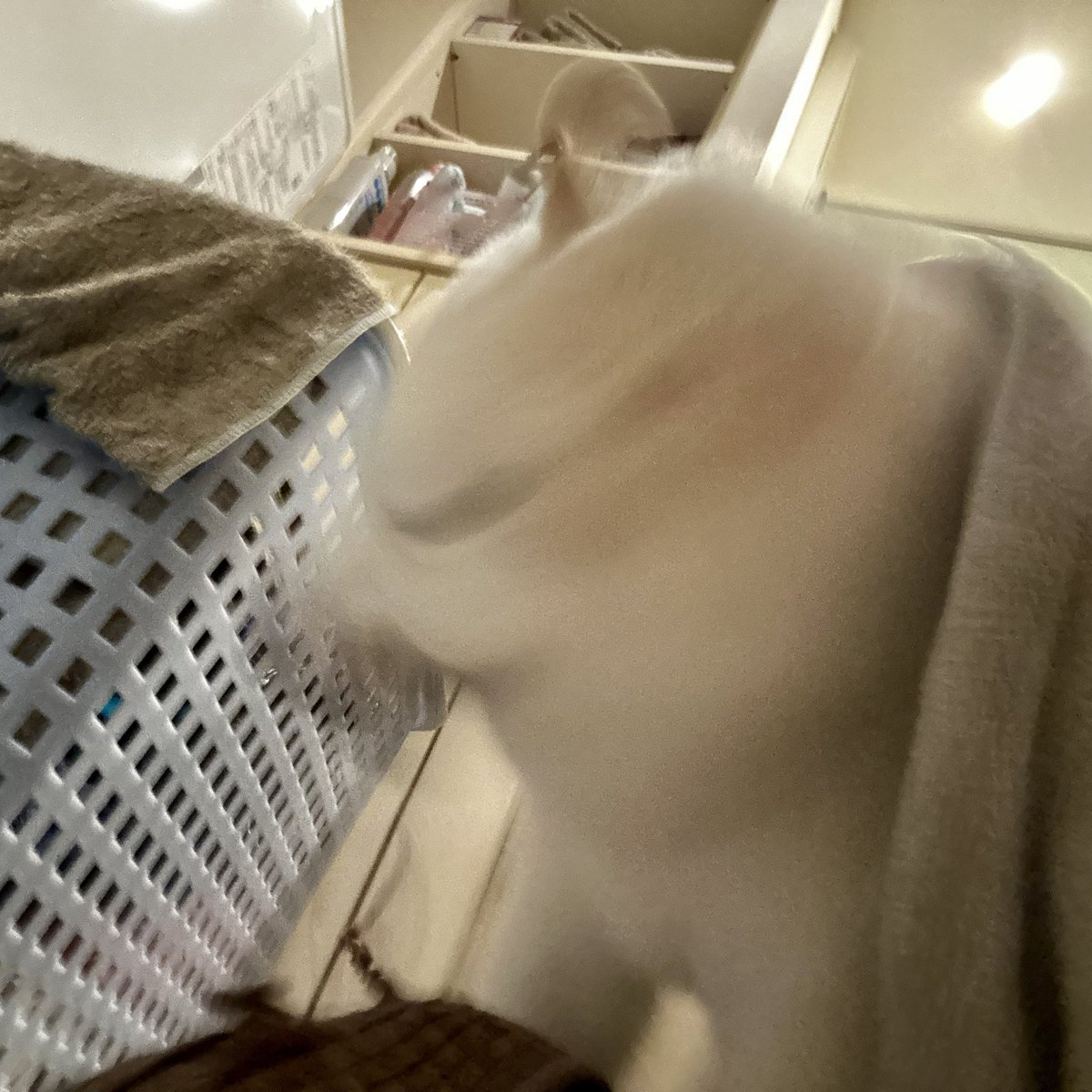 Latte_Shibainu's tweet photo. ブルァ‼️ https://t.co/AfwcyG46Qe