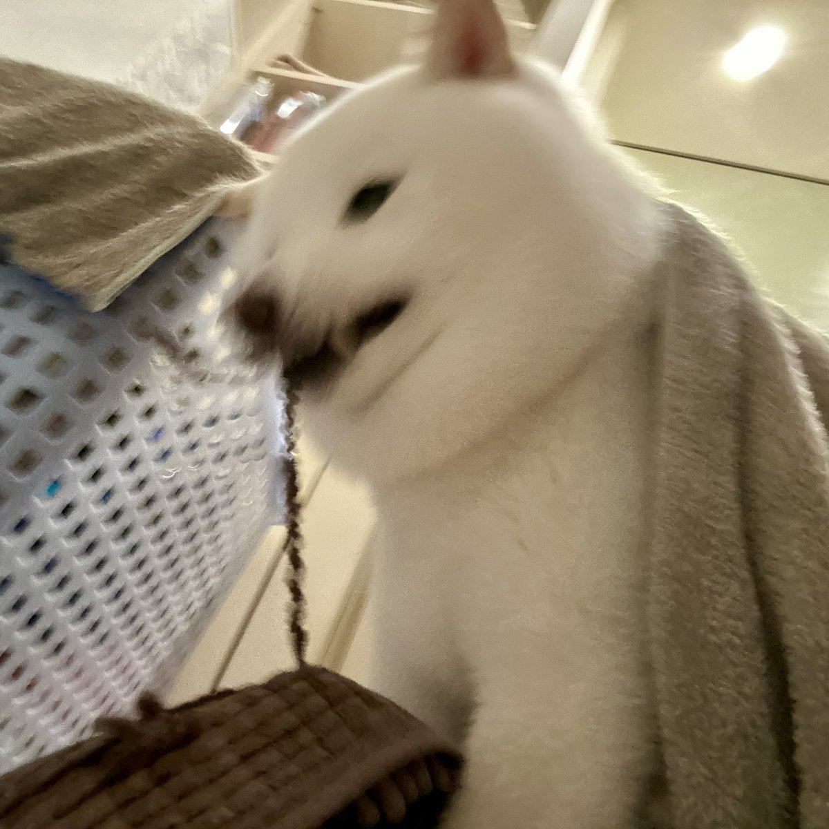 Latte_Shibainu's tweet photo. ブルァ‼️ https://t.co/AfwcyG46Qe