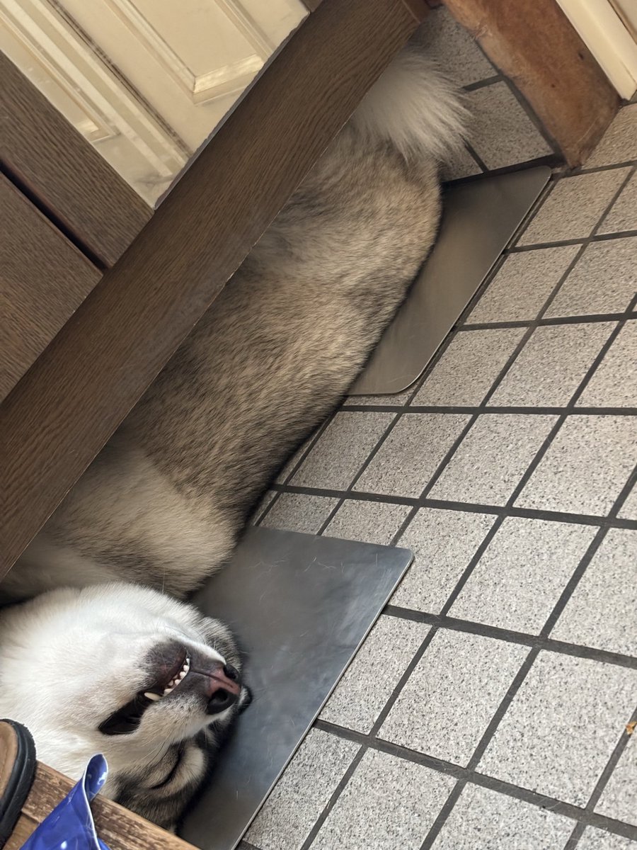 hzm8181's tweet photo. 今日のイッヌ、 https://t.co/5wWcaoVUli