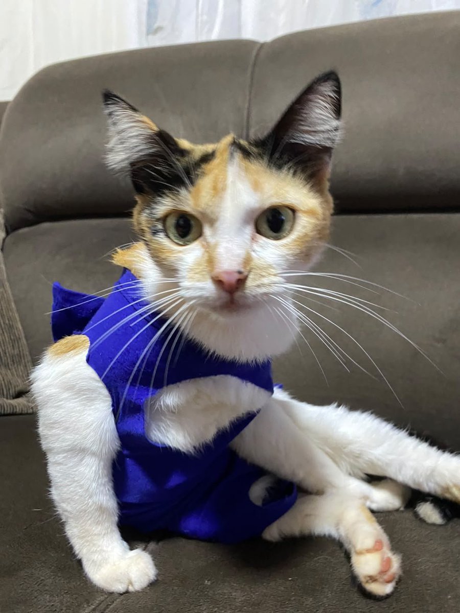 NolinhaA's tweet photo. Atualização os titios, a zuzu está se recuperando muito bem, comendo muito e agindo como se já estivesse recuperada, hoje me distrai um pouco e ela subiu em uma árvore 🤦‍♀️, mas tirando isso ela está ótima 

Obrigada titios ❤️ https://t.co/dascuRIeXf