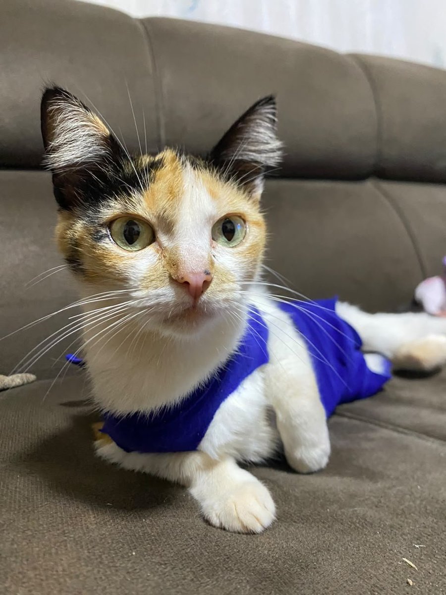 NolinhaA's tweet photo. Atualização os titios, a zuzu está se recuperando muito bem, comendo muito e agindo como se já estivesse recuperada, hoje me distrai um pouco e ela subiu em uma árvore 🤦‍♀️, mas tirando isso ela está ótima 

Obrigada titios ❤️ https://t.co/dascuRIeXf
