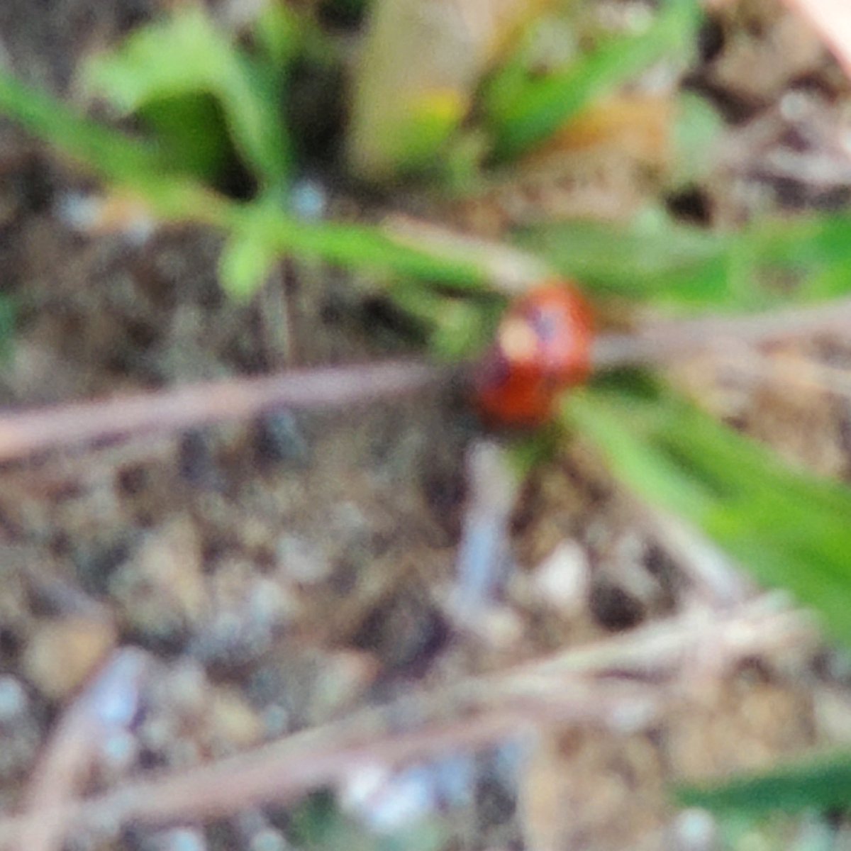 12ionn345's tweet photo. 🐞🌞おはようきらきらにこにこえらえら💪 https://t.co/ZrmF78r0SH