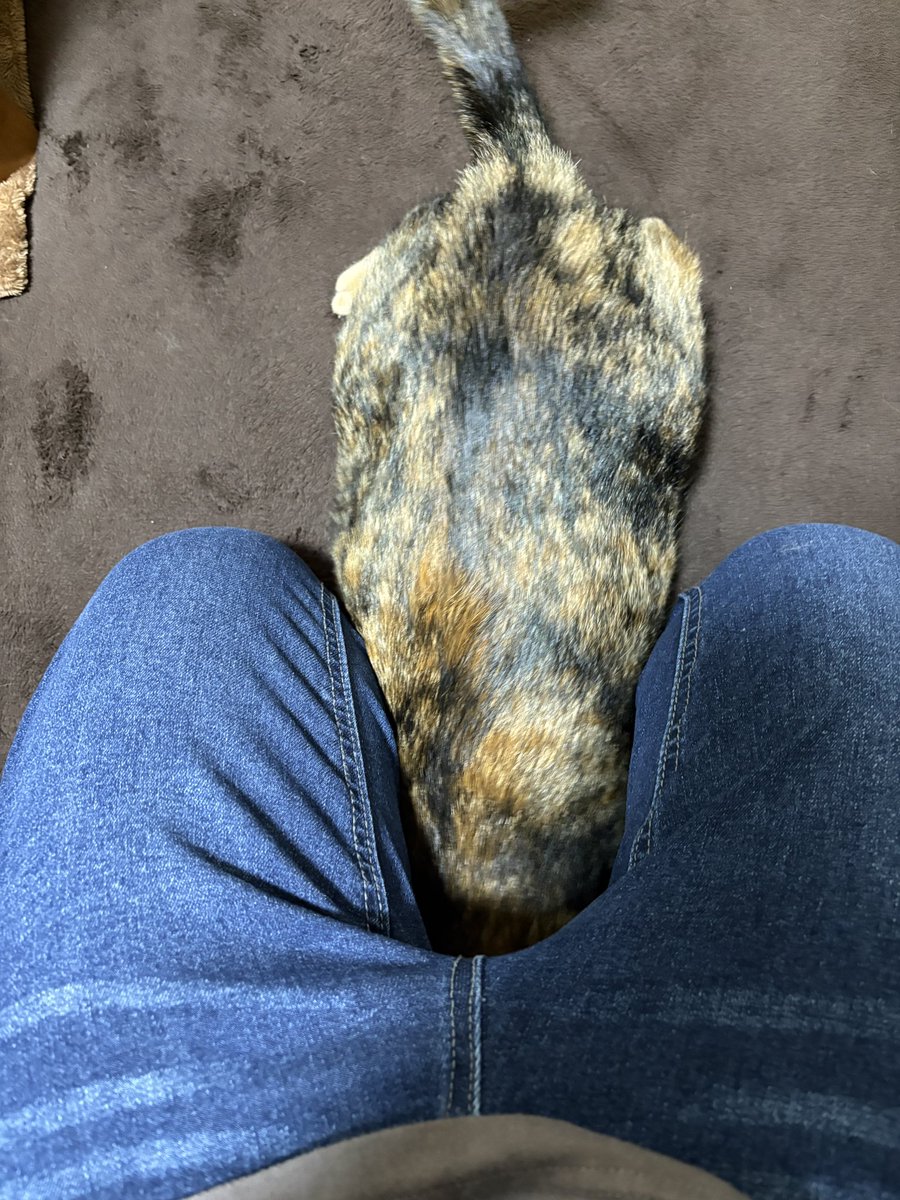 soineko_cat's tweet photo. ウルーちゃんのシッティング5日目🐈

お気に入りの紙ボールには即反応！「これこれ！」とすぐに取ってきてくれました🤣💕

膝の間にズボッと入ってトンネル遊びをしたり、夕方には「ウルーちゃん」と呼ぶと「にゃ！」とお返事してくれたり🥰

今日も甘えん坊で元気いっぱいでした🐈💕 https://t.co/WOXHAgW26v