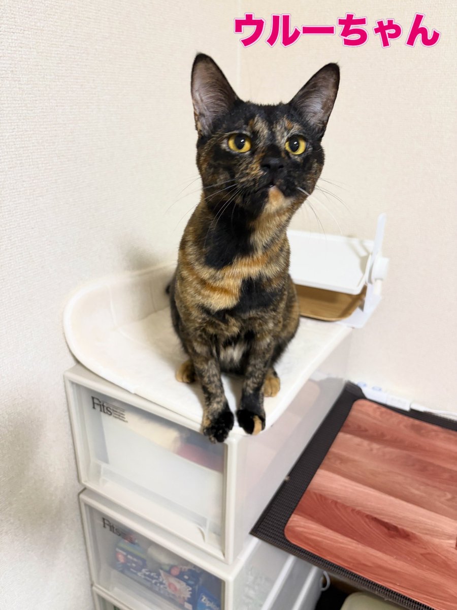 soineko_cat's tweet photo. ウルーちゃんのシッティング5日目🐈

お気に入りの紙ボールには即反応！「これこれ！」とすぐに取ってきてくれました🤣💕

膝の間にズボッと入ってトンネル遊びをしたり、夕方には「ウルーちゃん」と呼ぶと「にゃ！」とお返事してくれたり🥰

今日も甘えん坊で元気いっぱいでした🐈💕 https://t.co/WOXHAgW26v