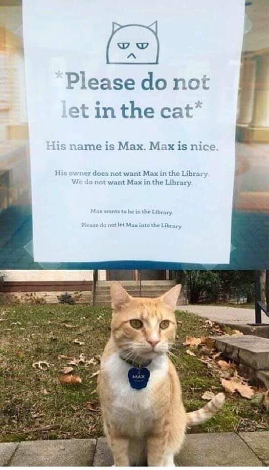 chipgoines's tweet photo. @LorenzoTheCat https://t.co/pBOmShKS8N