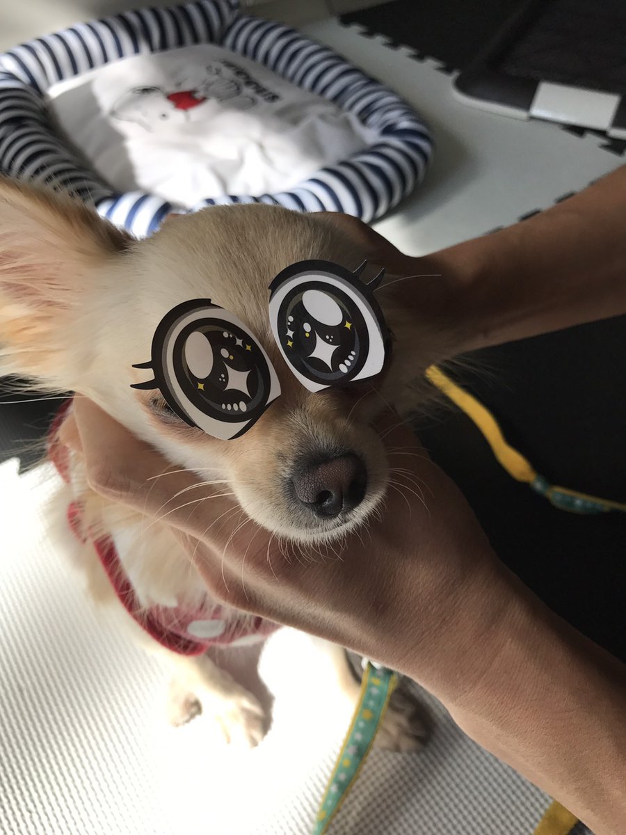 gin_no_sakura_y's tweet photo. 執筆中の小説にモチーフとして登場する愛犬「ゆめ」。
画像と共に綴る飼い主奮闘記🐶

第46回 キラキラお目目！
https://t.co/S6UDsyCN4m

よければ小説も合わせてお楽しみを😊

https://t.co/iTC8XNMmsd

なろう、pixivはプロフィールをご覧になって下さい🙇‍♂️

#カクヨム #犬のいる暮らし #銀のさくら https://t.co/pT1Jbx2KPJ