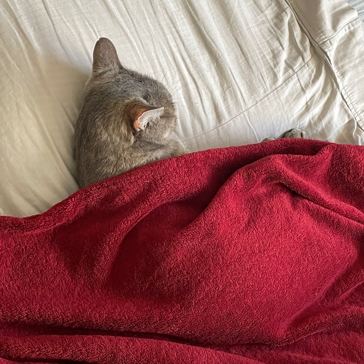 LemonsAreSw33t's tweet photo. shes so sleepy ... https://t.co/JGVpx2akOQ