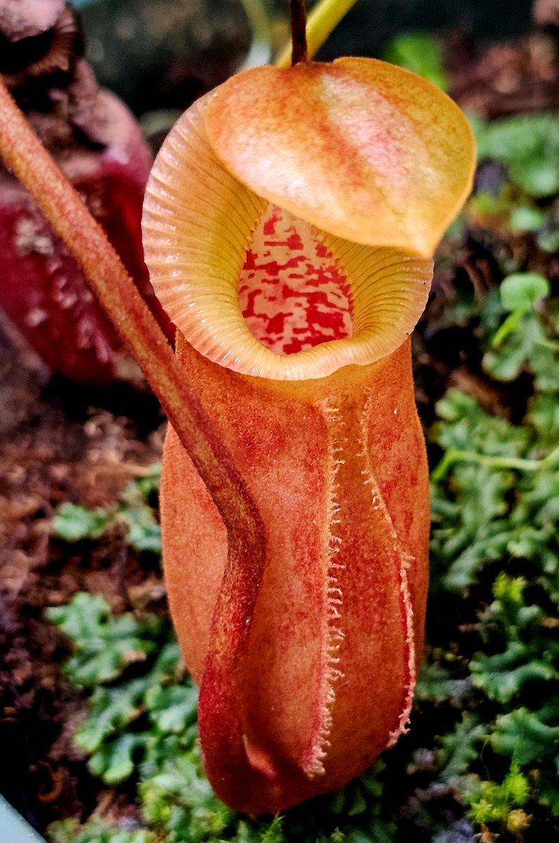 hobogato's tweet photo. N. truncata pasian red BE-3203, N. villosa x robcantleyi BE 4079, N. bicalcarata  (Orange x Red)  CAR - 0268, N. clipeata AW clone U https://t.co/6onytgeZRn