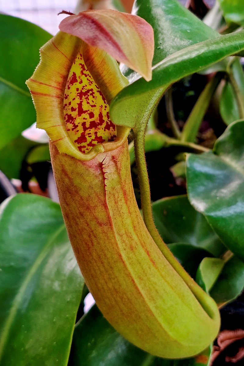 hobogato's tweet photo. N. truncata pasian red BE-3203, N. villosa x robcantleyi BE 4079, N. bicalcarata  (Orange x Red)  CAR - 0268, N. clipeata AW clone U https://t.co/6onytgeZRn