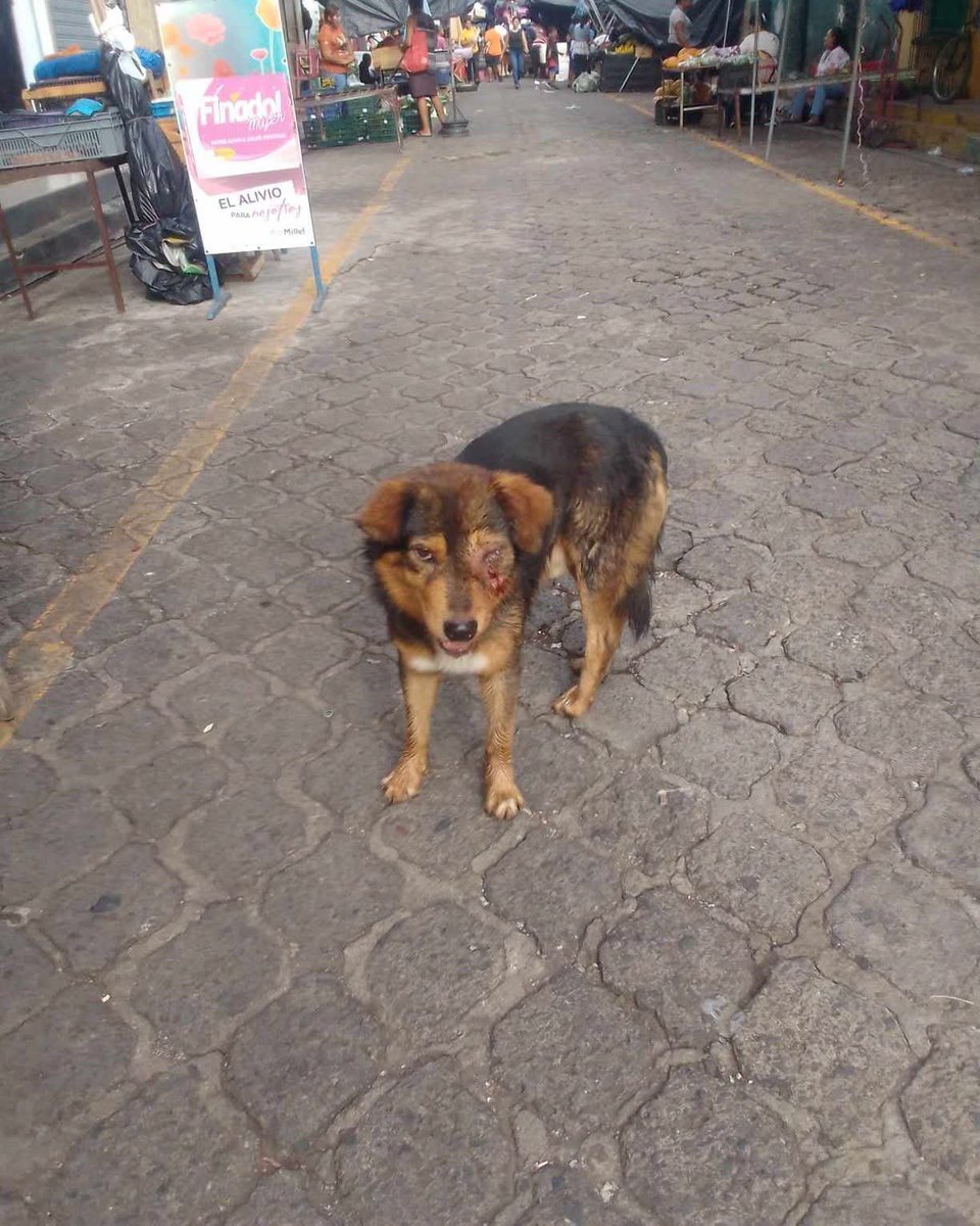 lyssitta's tweet photo. SERVICIO SOCIAL✅️
#REPORTAN ⚠️
#emergenciacanina 🆘
#urgente ‼️
" hay un perrito que los gusanos le han comido el ojo,  el pobre ya perdió su ojito
El pasa El pasa en el mercado municipal de Izalco , Sonsonate "

NO HAY NÚMERO DE CONTACTO 📵 https://t.co/QOUOk1DXc0