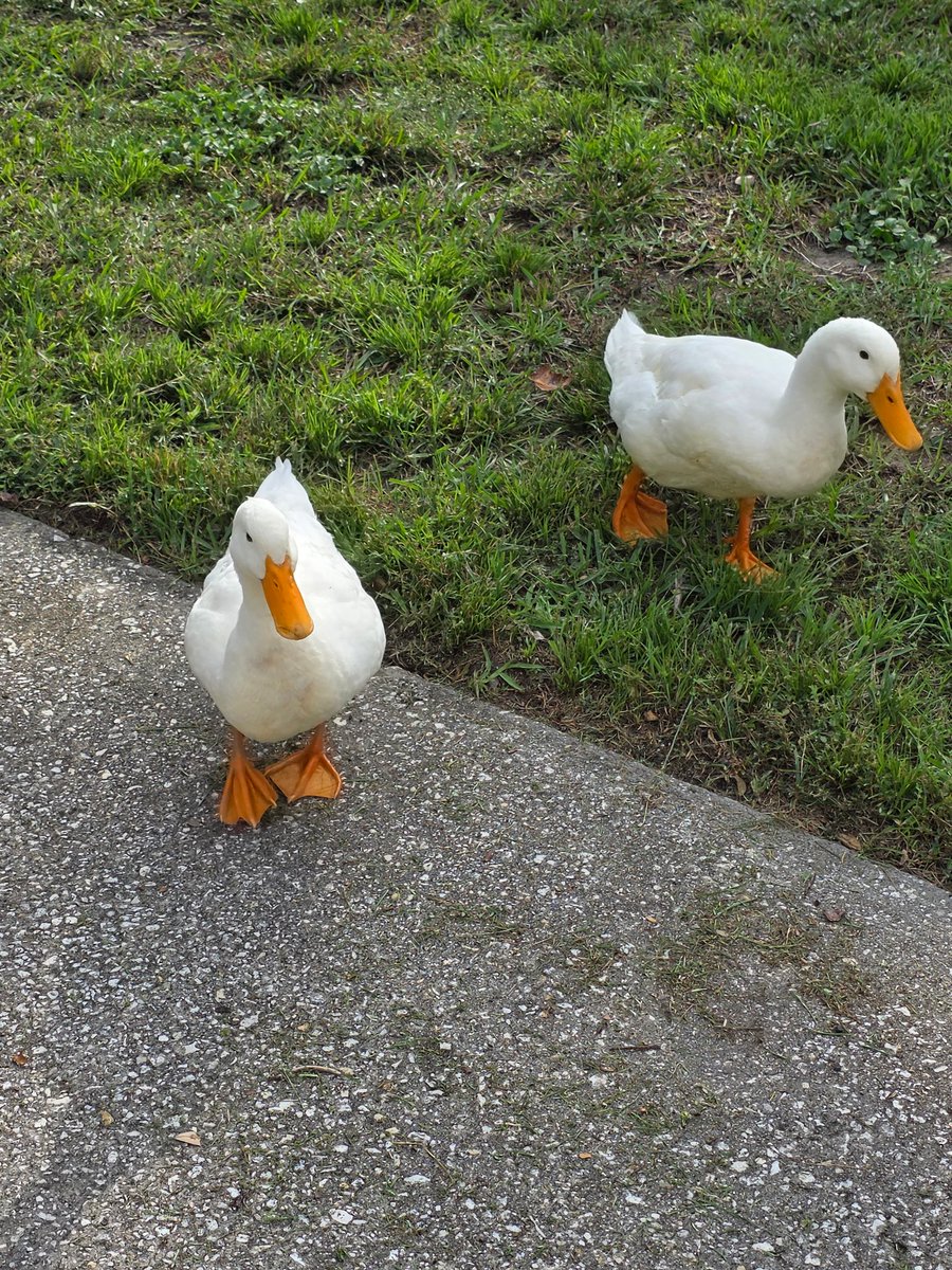 Ryder_Sherbrook's tweet photo. Ducks https://t.co/V6G7hlNV4P