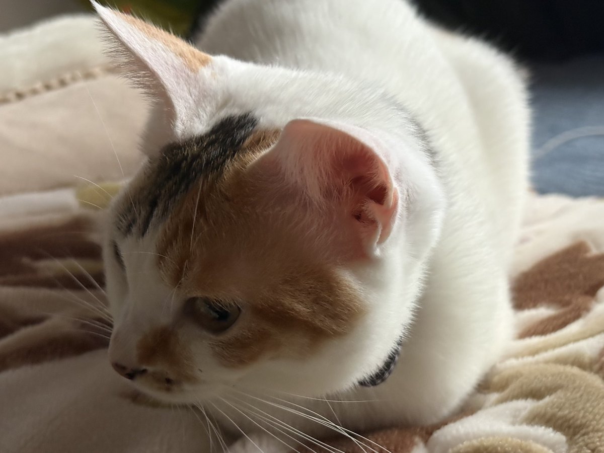 0_qMp_0's tweet photo. うちの猫さま(*ΦωΦ*)
今月避妊手術 https://t.co/HYuRgW70uc