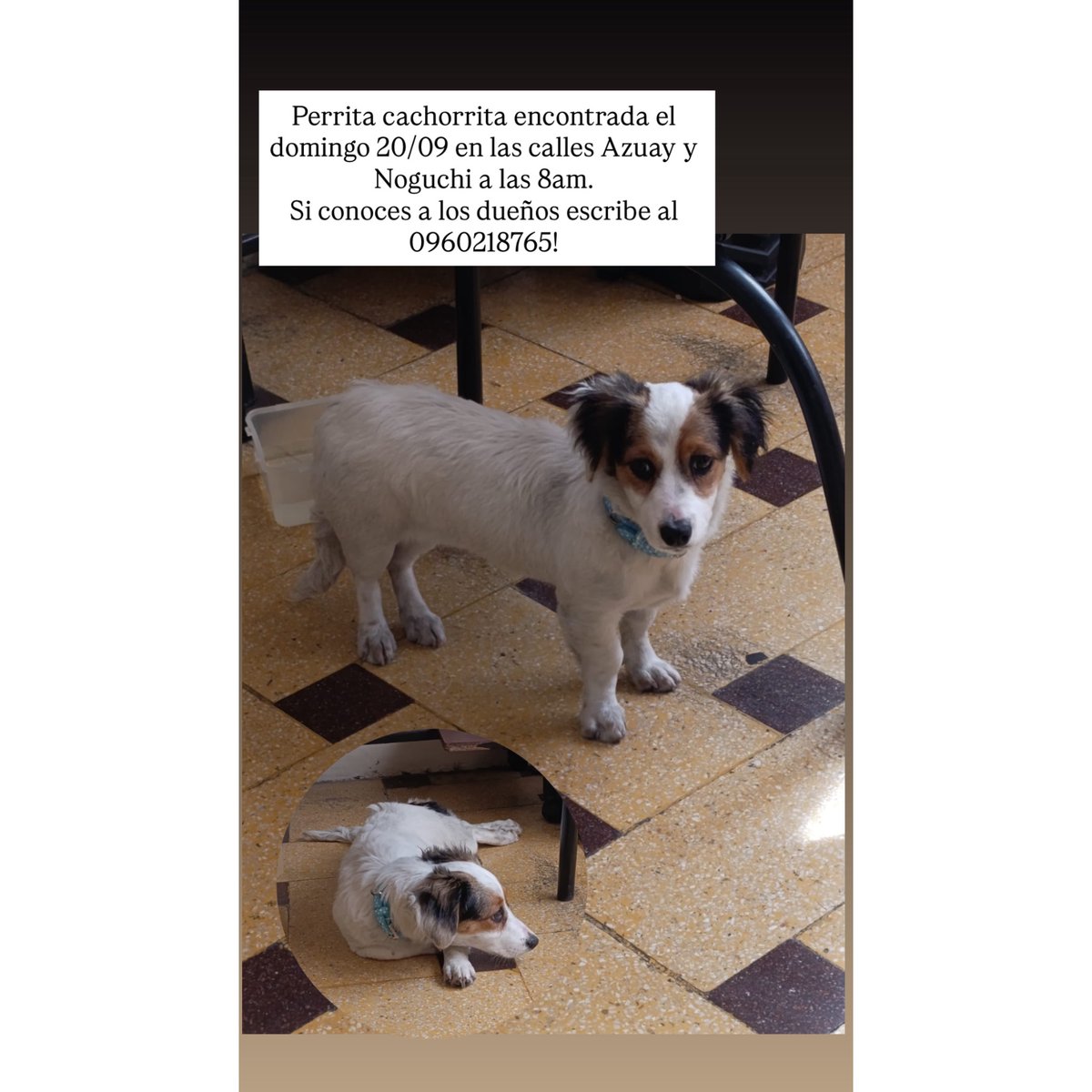 AlertaMePerdi's tweet photo. #ENCONTRADA #GUAYAQUIL
Fecha: 2026-09-20
Sector: Sur, Centenario Azuay #701 entre Lorenzo de Garaycoa y Noguchi.
Sexo: Hembra
Raza: Mestizo
Observación: Manchas en los ojos colores café y negro
Contacto: 0960228765
¡Ayúdalo a volver con su familia!
 #AlertaMePerdí https://t.co/mZPq5S3g4R