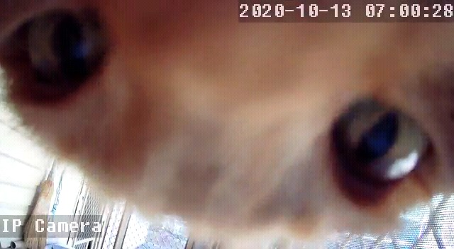 FeralinasHuman's tweet photo. @OdieOrville The day Cracka (aka Feralina) discovered the camera on the back verandah, under the stairs. https://t.co/iGyPkVrJEd