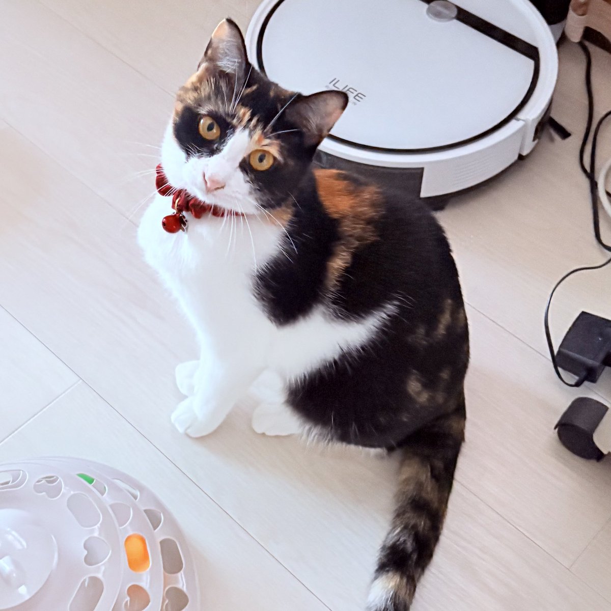 nekodepp's tweet photo. 何かを訴える目
#三毛猫 https://t.co/5bt8IA6Ti2