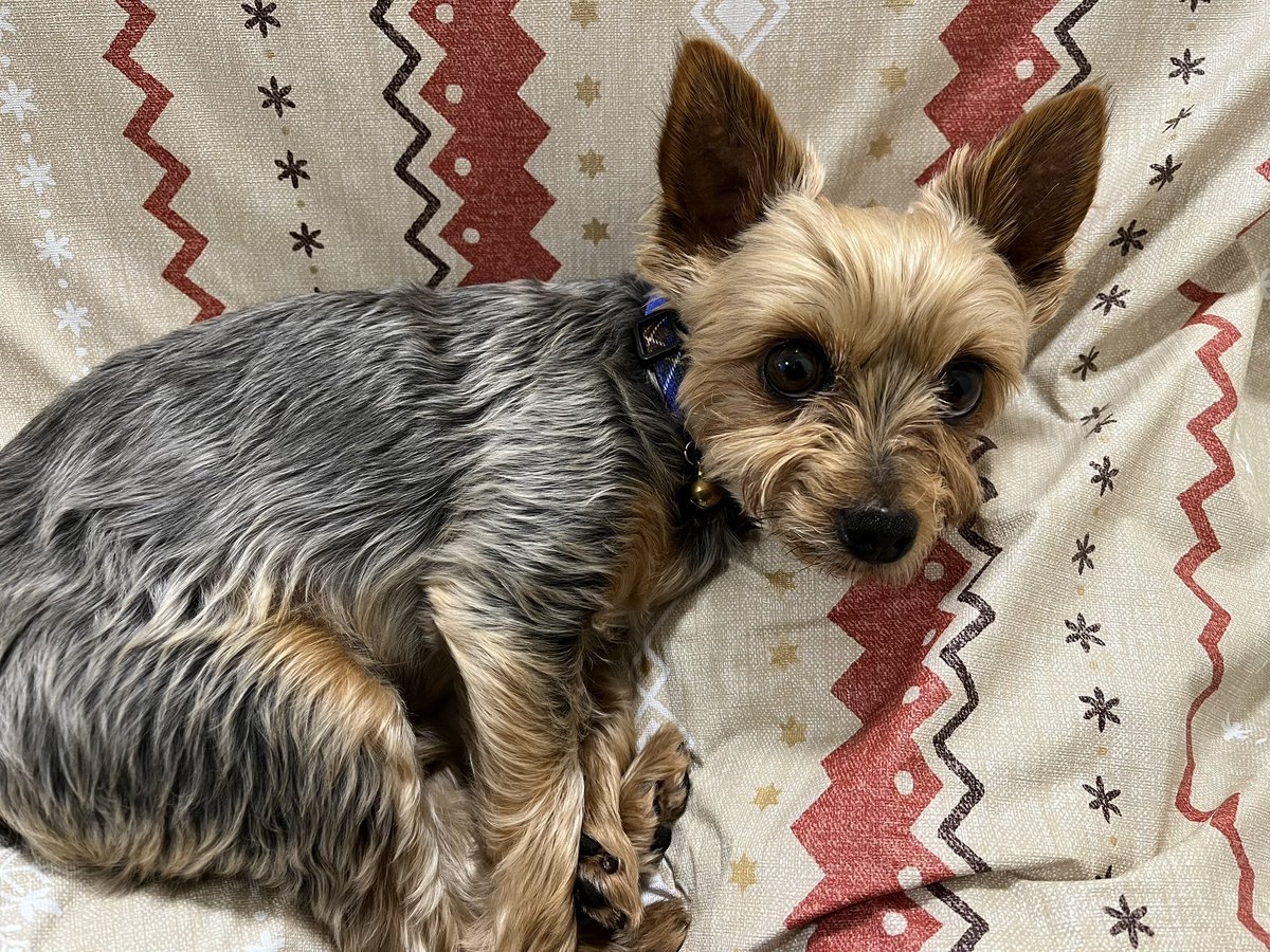 sora10mimi's tweet photo. スマホのカメラロール見てたら実家のお犬様も眠そうだった…うっかり起こしちゃったときの写真だね、ごめんよ〜 https://t.co/IkgdiLQDYi