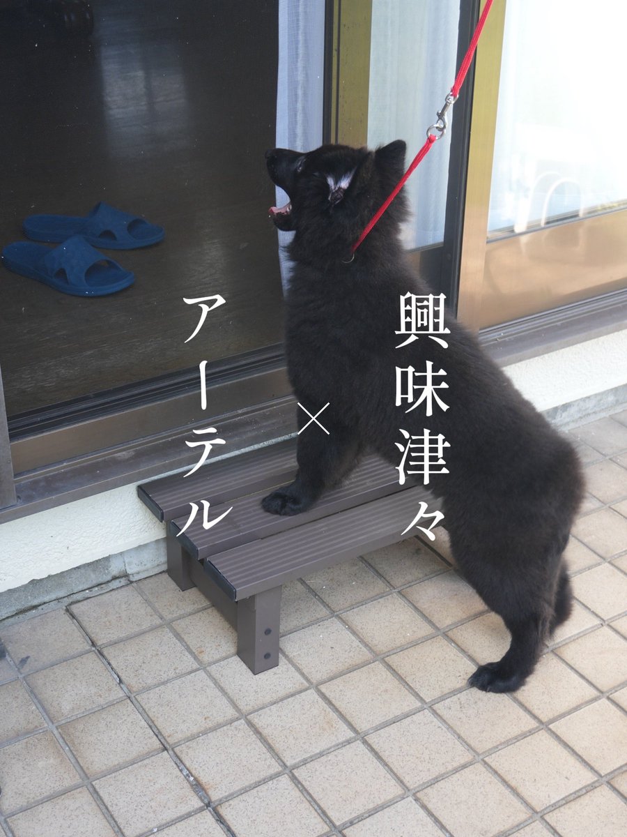 Fernetotrock's tweet photo. アーテルに会いたいと 私の母親、姉、姪が家に来たので 地元食材でご馳走作成  ★刺身(鎌倉海老、生タコ、茹でタコ、中トロ) ★生シラス ★鎌倉野菜サラダ ★葉山牛の肉豆腐 ★きゅうりとオクラのタタキ  台風前に庭散歩興味津々アーテル君を添えて #おうちごはん #ご馳走  #Groenendael https://t.co/Fo8yXtHNKV