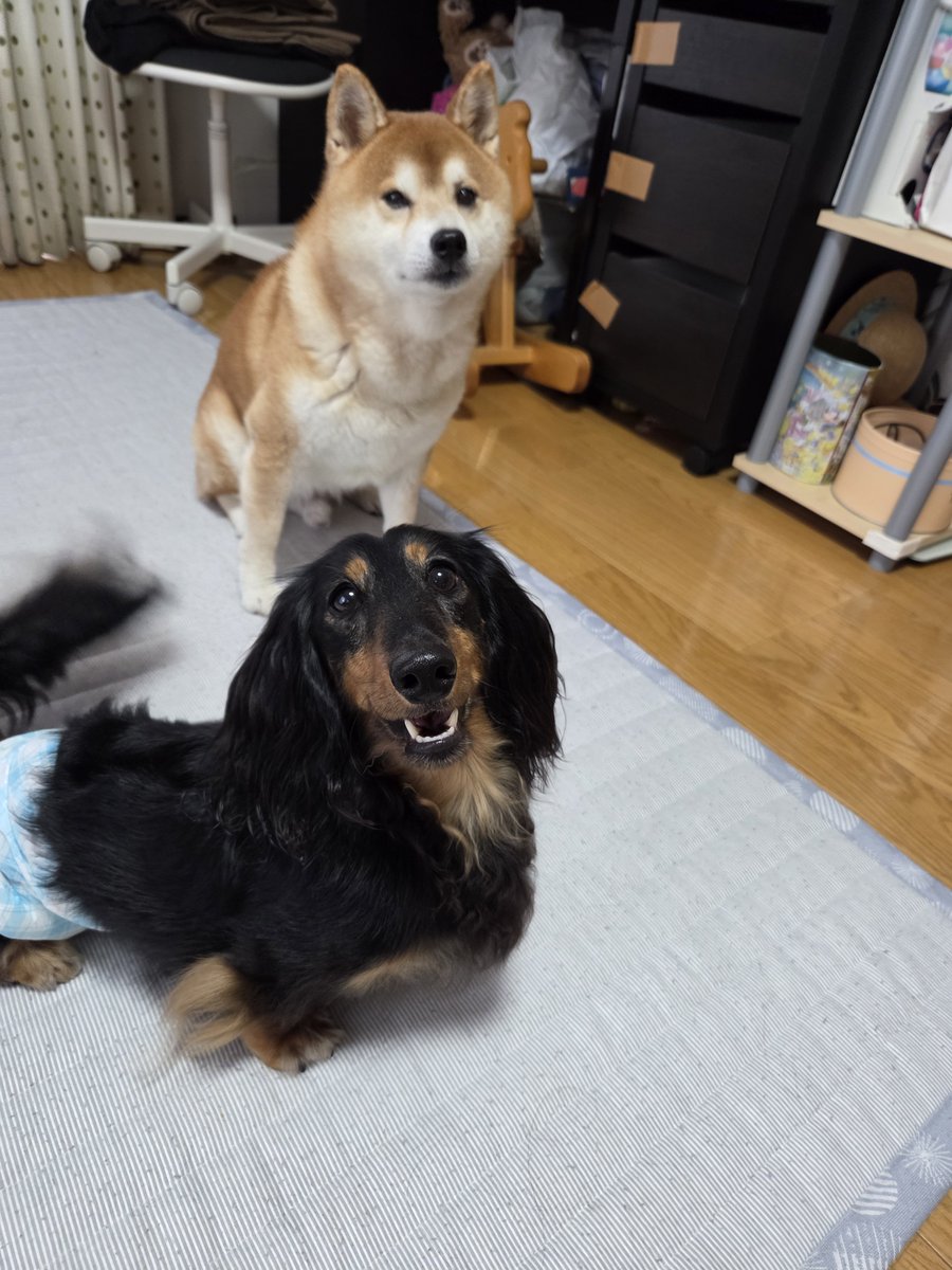 j002948's tweet photo. 実家のワンコが来てるよ https://t.co/KLEDXRp9ra