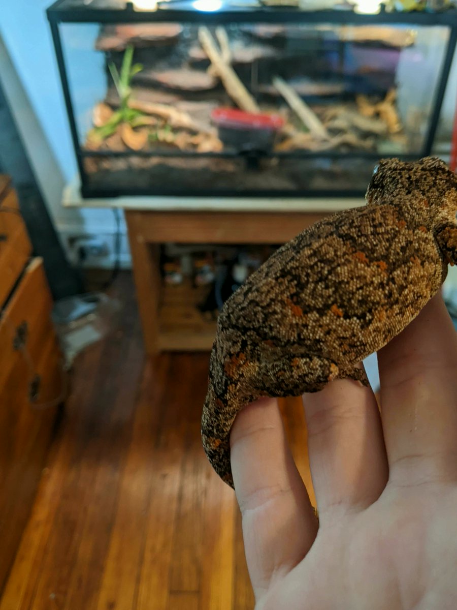 AshleyL32860's tweet photo. Gargoyle gecko hip bones?
#ReptileFeeding #HOGANEFFECT https://t.co/QOPB8LWDZp