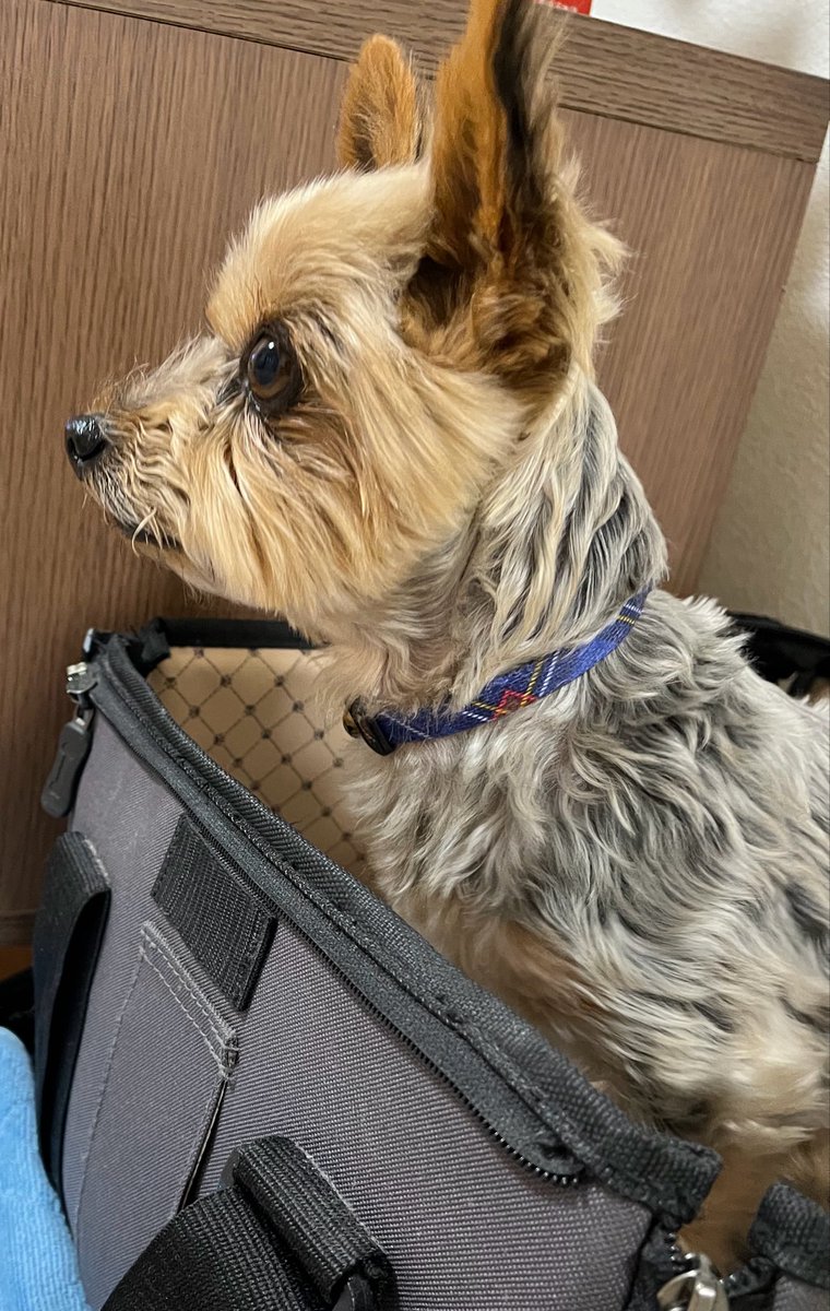 sora10mimi's tweet photo. 実家のお犬様、本当に表情が豊かなのよ https://t.co/wTKH7vqEWT