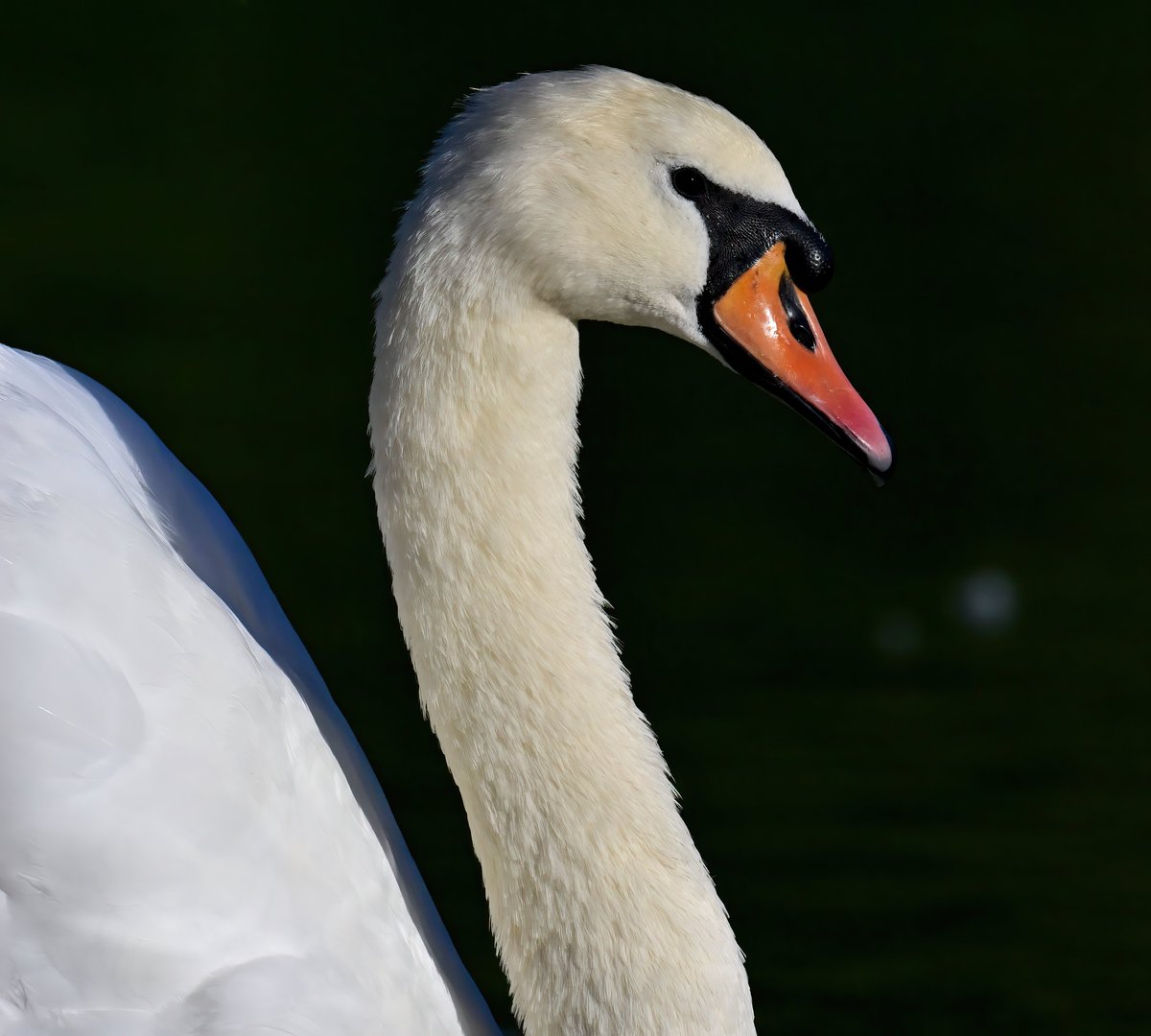 CarlBovisNature's tweet photo. Beauty of a Mute Swan! 😍
 Taken yesterday at Apex Park in Somerset. 😊🐦 https://t.co/PXogmqCSeo