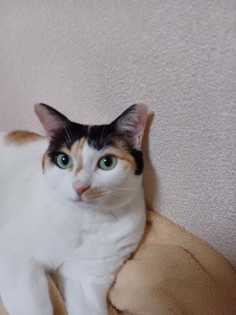 osgichan's tweet photo. しっかりカメラ目線😸😂 https://t.co/jEaq5gJ1nL