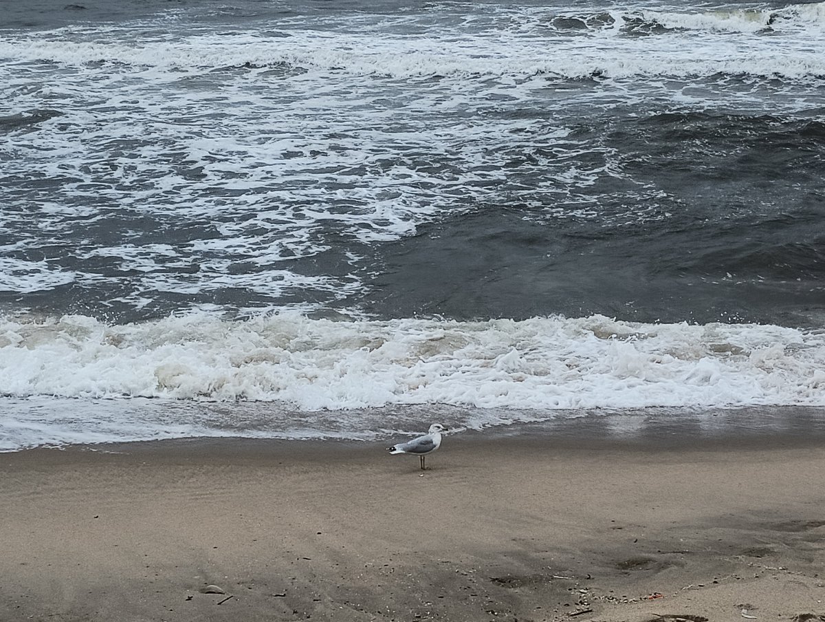 MamaMags513's tweet photo. #Jersey #shore #beach #photos #angel #statue #seagull #NJ #MJT #Atlantic #Ocean https://t.co/EjtoEuAY6r