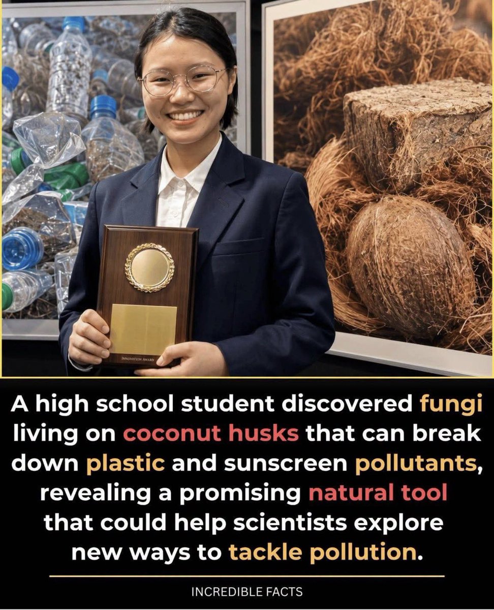 nettermike's tweet photo. Hawaii high school student named Vera Wang discovered fungi living on coconut husks that can biodegrade plastic and sunscreen compounds.
Vera Wang, a senior at Kaiser High School in East Honolulu, conducted the work in Dr. Anthony Amend’s lab at the University of Hawaiʻi at Mānoa’s Pacific Biosciences Research Center. Her project, titled Bioprospecting of Novel Sunscreen- and Plastic-Degrading Fungi in Tannin-Rich Coconut Fiber, won first place in Microbiology and third place Best in Fair at the 2026 Hawaiʻi State Science and Engineering Fair. She also received special awards and qualified for the Regeneron International Science and Engineering Fair.
As a sophomore, Wang built a coconut-fiber filter inspired by traditional Polynesian weaving to capture microplastics and chemical sunscreen from seawater. Coconut husks have a porous structure that allows air and water movement, creating a good environment for microbes. That earlier project led her to ask whether the fungi already living on the husks could do more than just trap pollutants—they might help break them down
Maybe we should pay more attention ?