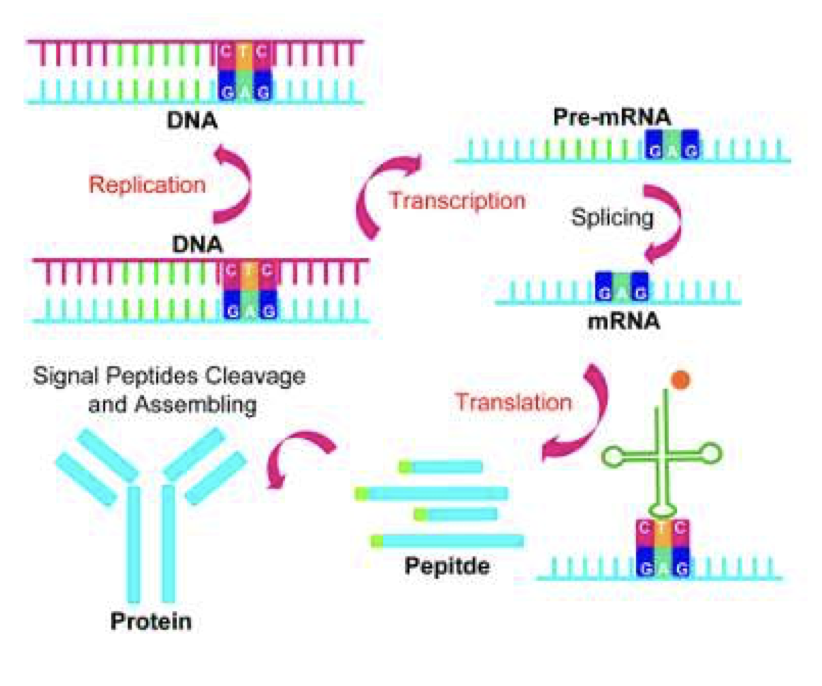 AntibodyT's tweet photo. Antibody Therapeutics (IF=4.8, Oxford University Press) ⚡ Research Highlight - A landscape of sequence variants in 51 commercial antibody therapeutics.
https://t.co/hwkbVh6bGb
#antibodydiscovery #antibodytherapeutics #biologics #sequencevariant #biosimilar #massspectrometry https://t.co/LzcQKXXX2y