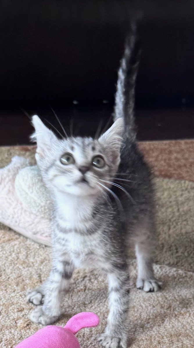 gatythinker's tweet photo. WE GOT A NEW CAT https://t.co/u9V1kxHHYx