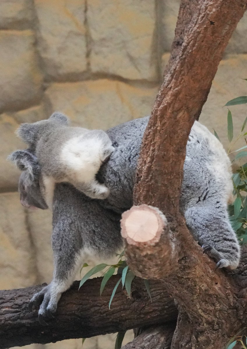 nakaAIM34's tweet photo. 🐨🍑お尻もかわいすぎだよーー✨🫶

#けつ曜日
＃東山動植物園 ＃コアラ
#りん #りん仔 https://t.co/0ittEMPpO9