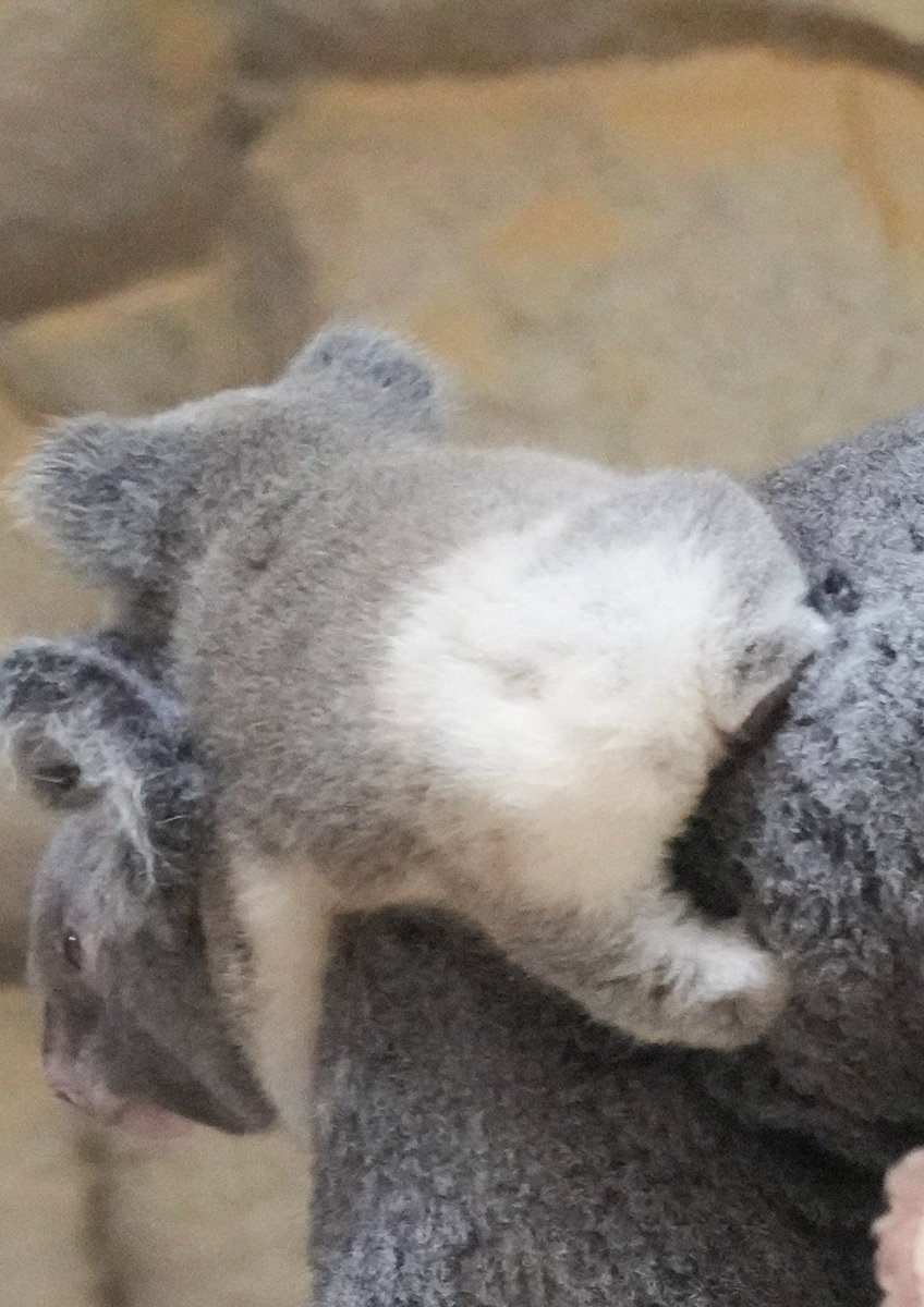 nakaAIM34's tweet photo. 🐨🍑お尻もかわいすぎだよーー✨🫶

#けつ曜日
＃東山動植物園 ＃コアラ
#りん #りん仔 https://t.co/0ittEMPpO9