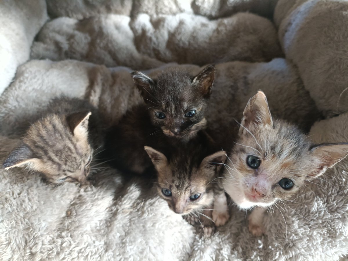 Gonszrv's tweet photo. gud murniiiiiing everyone yown katatapos ko lang magpadede ng mga kitty's.. . https://t.co/scSa6DRY2M