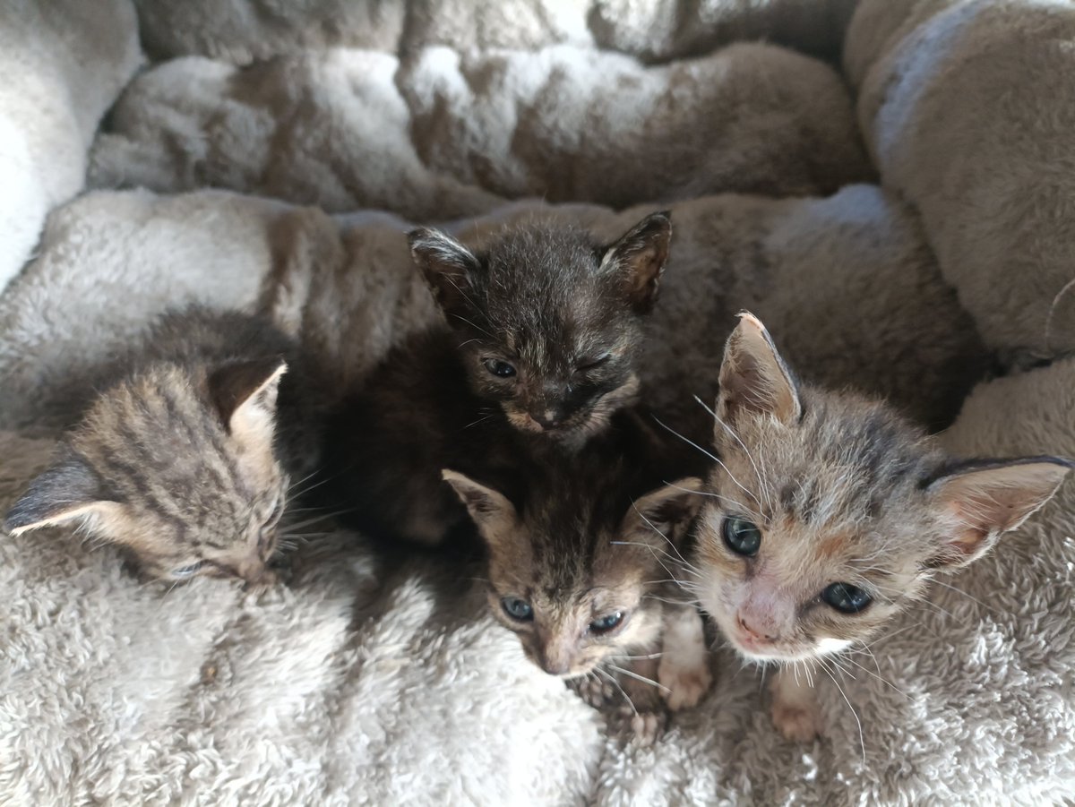Gonszrv's tweet photo. gud murniiiiiing everyone yown katatapos ko lang magpadede ng mga kitty's.. . https://t.co/scSa6DRY2M