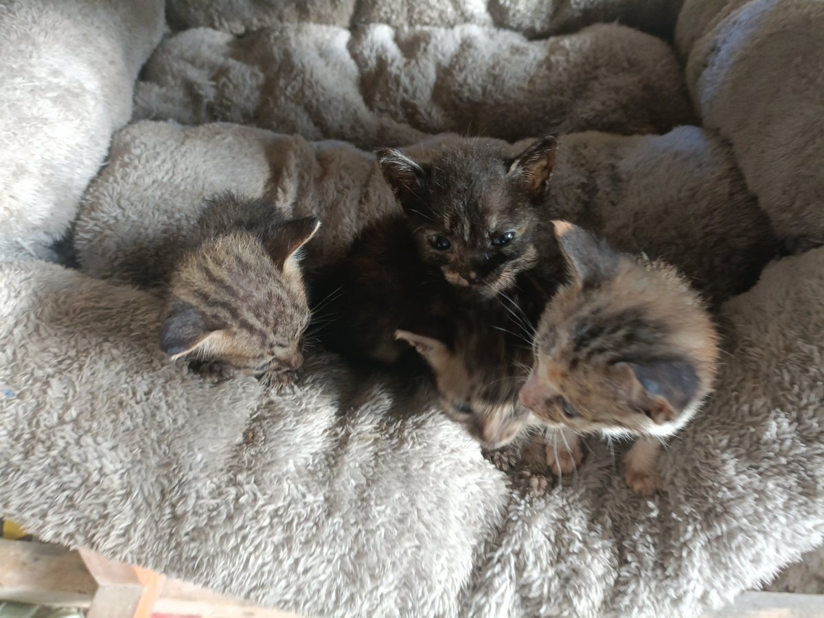 Gonszrv's tweet photo. gud murniiiiiing everyone yown katatapos ko lang magpadede ng mga kitty's.. . https://t.co/scSa6DRY2M