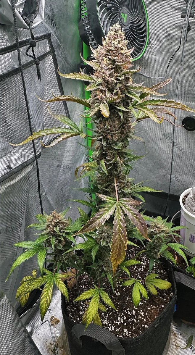 Pack_pro_'s tweet photo. Wondering how to dry this?

This autoflower is almost done and I’m wondering how to dry it correctly in my tent. Unfortunately it won’t fit in my wine fridge lol. I live in the desert and the room stays at 75 degrees with 40% humidity. Obviously those are terrible parameters https://t.co/fyqjjclvVH