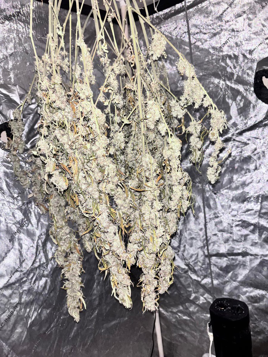 Pack_pro_'s tweet photo. How long do you usually hang your plants before you trim?

I have one Orangatangi first pict, second pick is a Twisted Tree, Tangled and Twisted. These were grown in that new 50/50 mix by Fox Farms, I won’t use that again, had to feed them constantly. https://t.co/sD1BQY7DTn