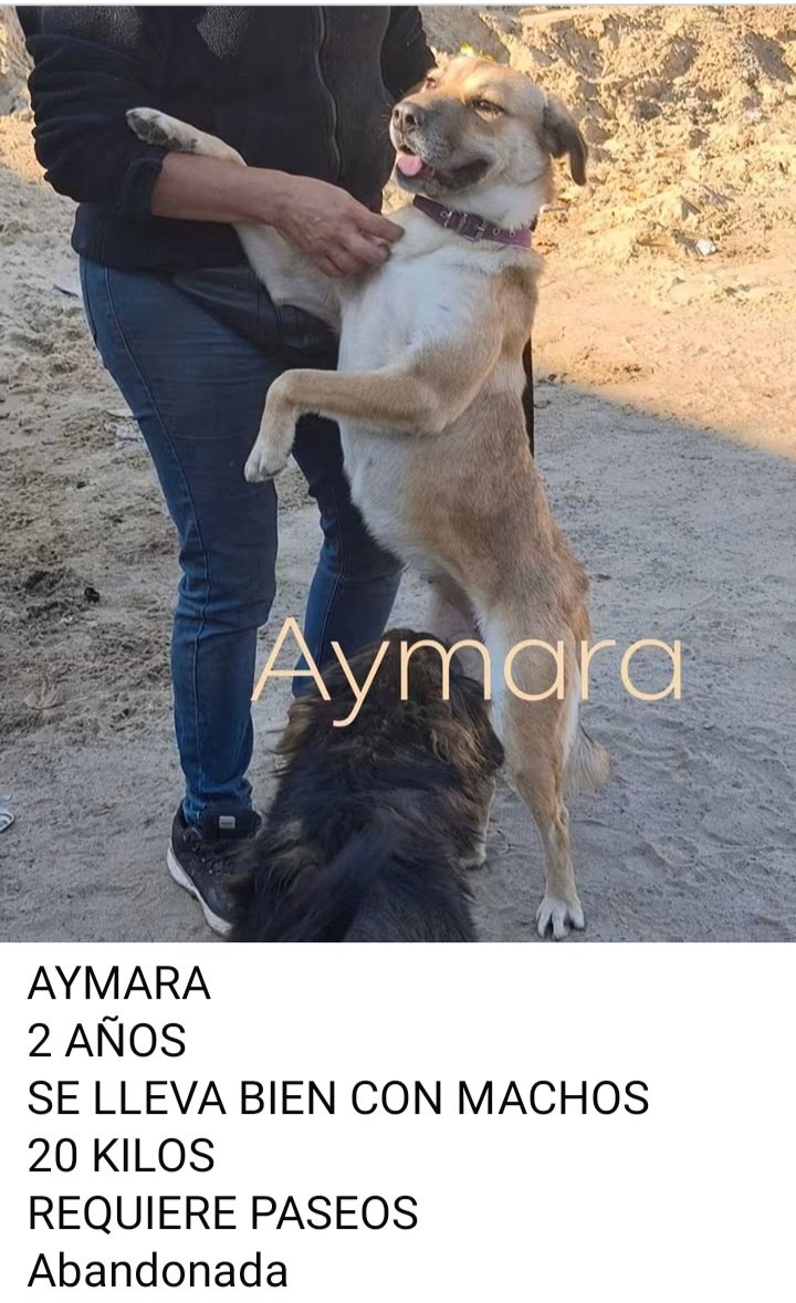 ComoNoAdorarlos's tweet photo. Amigos me llamo AYMARA💗 sobreviví al abandono. Estoy en Zoonosis Lanús en #ADOPCION estoy castrada y vacunada 🥺🙏🙏 Si querés cambiarme la vida comunicate al privado por mensaje con Myriam Ortellado 👇👇 
https://t.co/UwRUPL7azN https://t.co/8VxrRvGtrJ