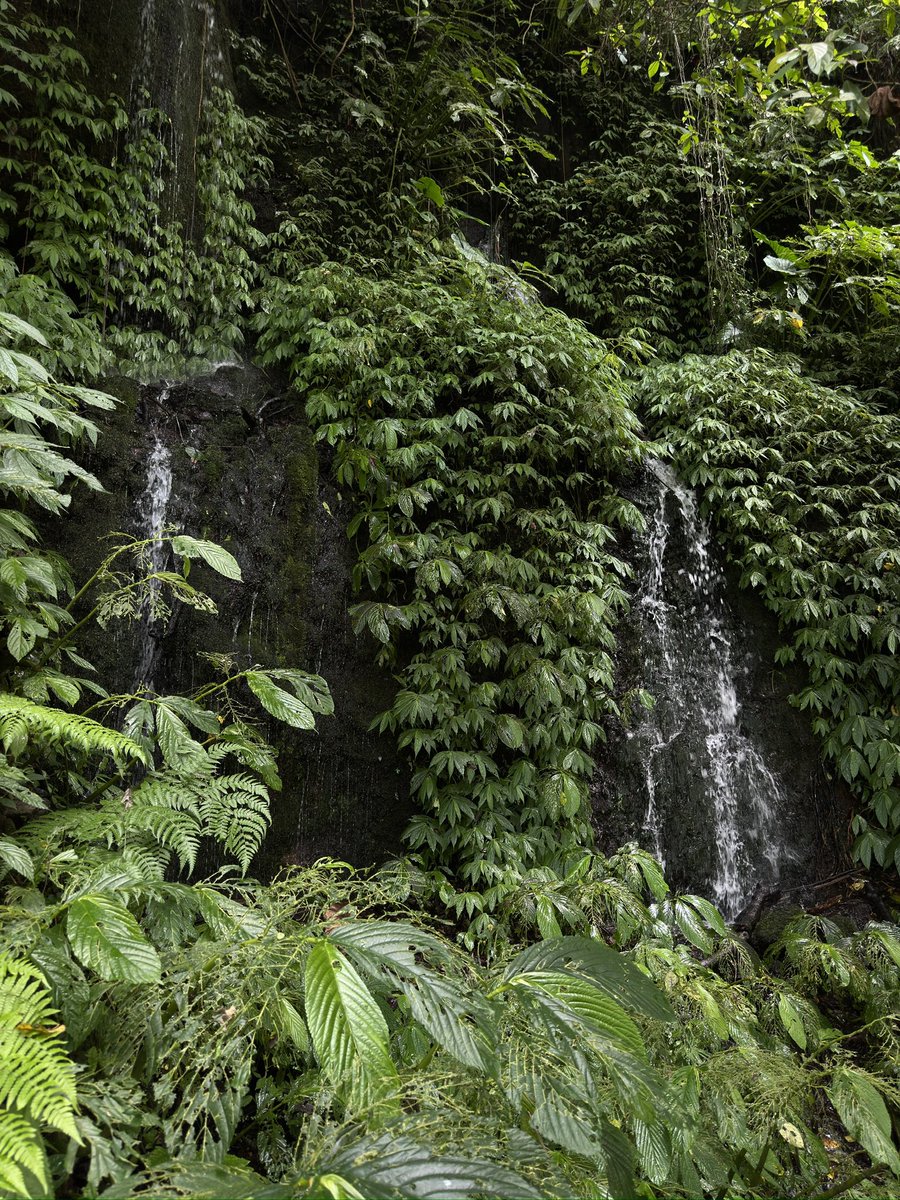 havingfunonIine's tweet photo. A hike through the forest and a waterfall swim will save you https://t.co/4FUbjAvNOA