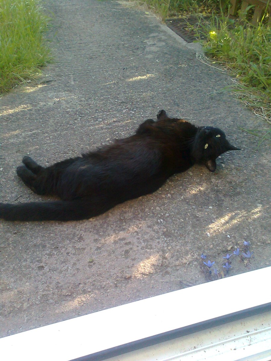 AndrewJohnBland's tweet photo. @sonyaplushgirl He was called Cherub. We had him for about 13 years. He died last year, he was 20 years old. https://t.co/DdmOavaIac