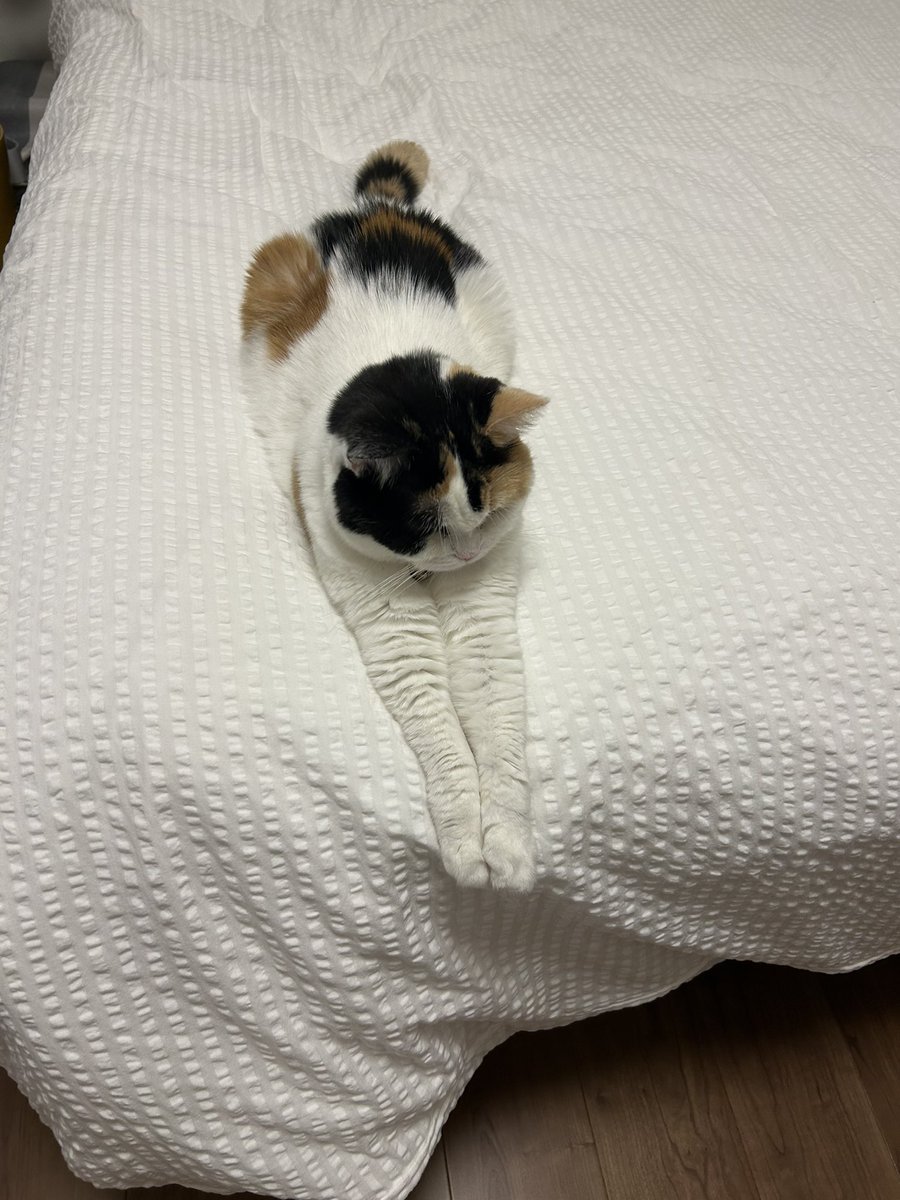 mofmof_bibi's tweet photo. おてて揃えて休憩

#猫 #ねこかわいいね https://t.co/kvPmekLVLv
