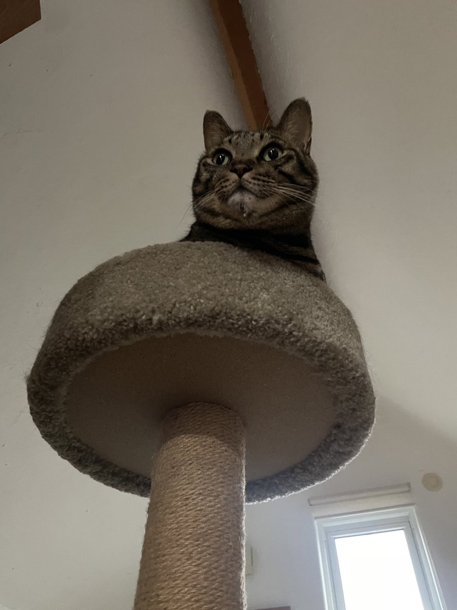 Futatsugi3's tweet photo. 最近寒くなってきたのでお気に入りスポット。トッピング猫。はみ出がち6.8キロ。 https://t.co/YPkdS9pQe4