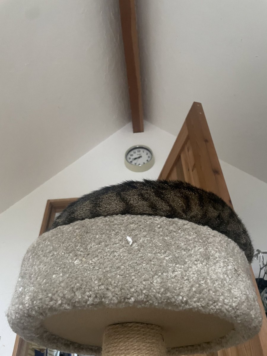 Futatsugi3's tweet photo. 最近寒くなってきたのでお気に入りスポット。トッピング猫。はみ出がち6.8キロ。 https://t.co/YPkdS9pQe4