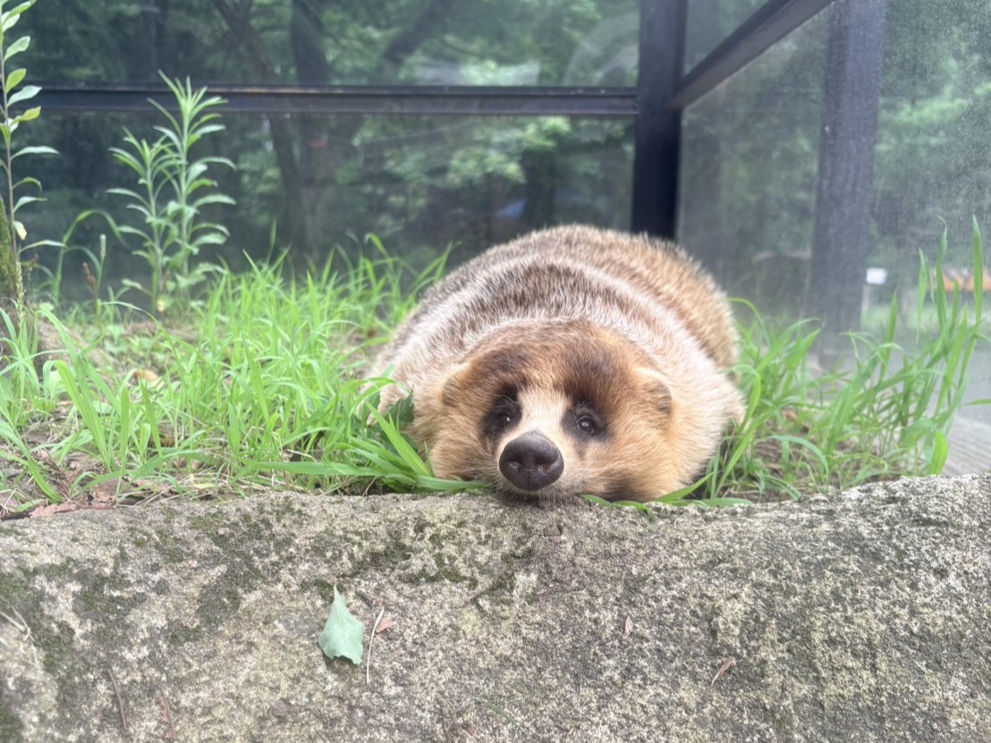 toyamafamipa's tweet photo. 「メロメロの瞬間」
お昼寝中のクロの写真を撮っていたら起こしてしまいました…。
寝起きの表情もかわいくて、担当者はメロメロです。 
#ファミパシャ
#ニホンアナグマ https://t.co/EE5cRlzPE8